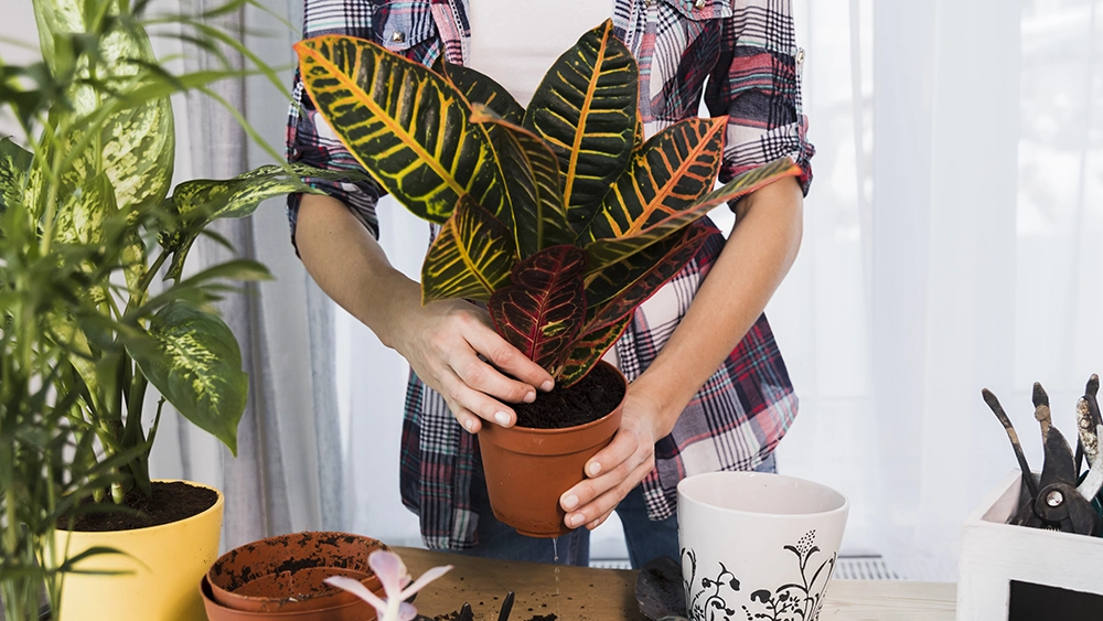 Indoor plant tips feature image 01